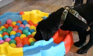 puppy puber training hond marian dekker