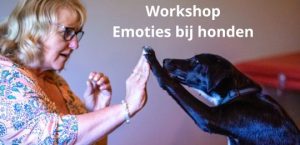 Emoties bij honden Workshop Hellevoetsluis