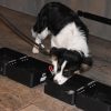 Workshop Detectie training voor pups en beginners