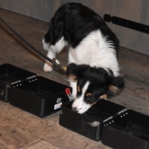 Workshop Detectie training voor pups en beginners