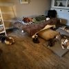 Klankschaal ontspanning sessie met 4 honden tegelijk