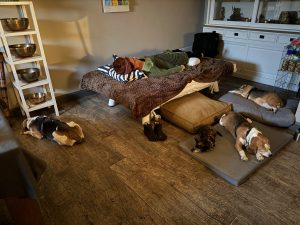 Klankschaal ontspanning sessie met 4 honden tegelijk