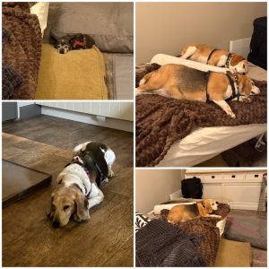 klankschaal sessie met je eigen hond