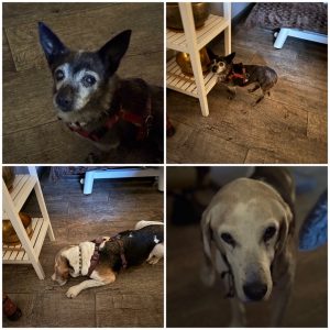 klankschalen honden