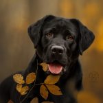 Labrador Shelby