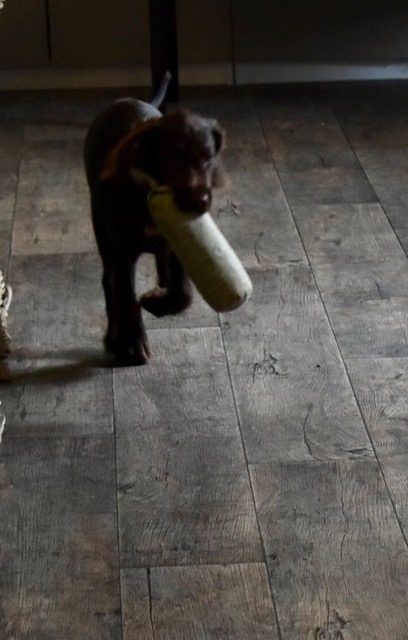Bubbles als pup met een apportdummy tijdens de puppycoaching