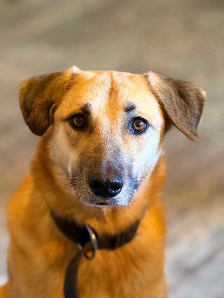 Mixhond Sal kijkt ontspannen in de camera